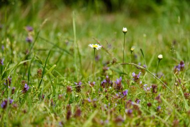 yaz yeşil çayır çiçek desen. Doğa ayrıntılarını dokulu arka plan