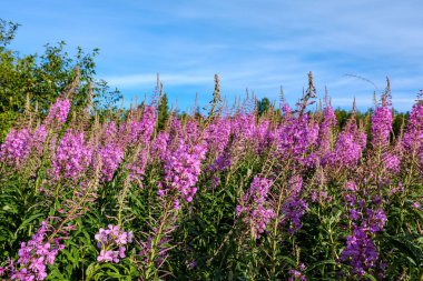 yaz yeşil çayır çiçek desen. Doğa ayrıntılarını dokulu arka plan