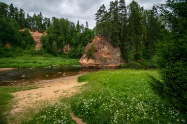 Nehir derin orman kumtaşı kayalıklarla ve eski kuru ağaç gövdeleri ile yaz yeşil havalarda kayalık akış. Letonya Cesis yakınındaki nehirde Amata