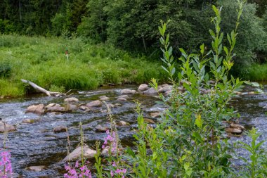 Nehir derin orman kumtaşı kayalıklarla ve eski kuru ağaç gövdeleri ile yaz yeşil havalarda kayalık akış. Letonya Cesis yakınındaki nehirde Amata