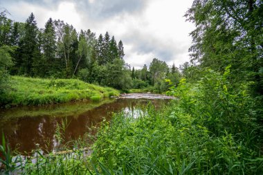 Nehir derin orman kumtaşı kayalıklarla ve eski kuru ağaç gövdeleri ile yaz yeşil havalarda kayalık akış. Letonya Cesis yakınındaki nehirde Amata