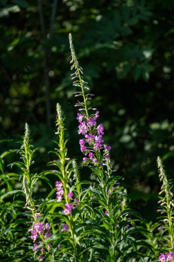yaz yeşil çayır çiçek desen. Doğa ayrıntılarını dokulu arka plan