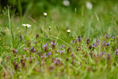 yaz yeşil çayır çiçek desen. Doğa ayrıntılarını dokulu arka plan