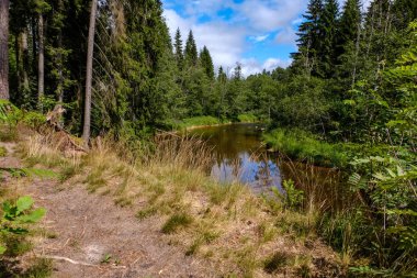 Nehir derin orman kumtaşı kayalıklarla ve eski kuru ağaç gövdeleri ile yaz yeşil havalarda kayalık akış. Letonya Cesis yakınındaki nehirde Amata