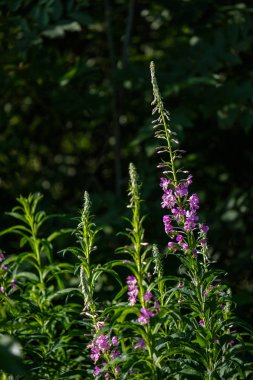 yaz yeşil çayır çiçek desen. Doğa ayrıntılarını dokulu arka plan