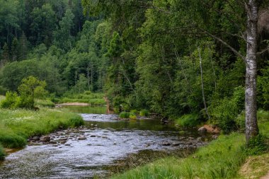 Nehir derin orman kumtaşı kayalıklarla ve eski kuru ağaç gövdeleri ile yaz yeşil havalarda kayalık akış. Letonya Cesis yakınındaki nehirde Amata