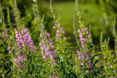 yaz yeşil çayır çiçek desen. Doğa ayrıntılarını dokulu arka plan