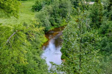 Nehir derin orman kumtaşı kayalıklarla ve eski kuru ağaç gövdeleri ile yaz yeşil havalarda kayalık akış. Letonya Cesis yakınındaki nehirde Amata