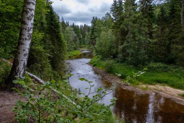Nehir derin orman kumtaşı kayalıklarla ve eski kuru ağaç gövdeleri ile yaz yeşil havalarda kayalık akış. Letonya Cesis yakınındaki nehirde Amata