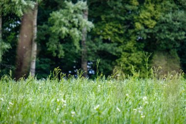 yaz yeşil çayır. Güneşli bir günde Letonya