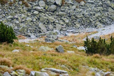 kayalık hiking trail Batı Karpat Slovakya'daki Tatra Dağları turistler için. yaz günü yürüyüş ve macera için temizleyin