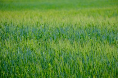 yaz yeşil çayır. Güneşli bir günde Letonya