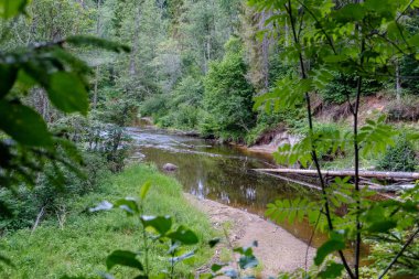 Nehir derin orman kumtaşı kayalıklarla ve eski kuru ağaç gövdeleri ile yaz yeşil havalarda kayalık akış. Letonya Cesis yakınındaki nehirde Amata