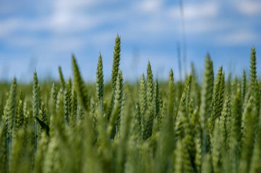 yeşil buğday alan yağmur önce yaz yeşil renklerde