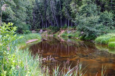 Nehir derin orman kumtaşı kayalıklarla ve eski kuru ağaç gövdeleri ile yaz yeşil havalarda kayalık akış. Letonya Cesis yakınındaki nehirde Amata