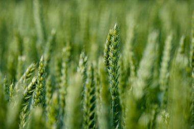 yeşil buğday alan yağmur önce yaz yeşil renklerde