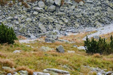 kayalık hiking trail Batı Karpat Slovakya'daki Tatra Dağları turistler için. yaz günü yürüyüş ve macera için temizleyin