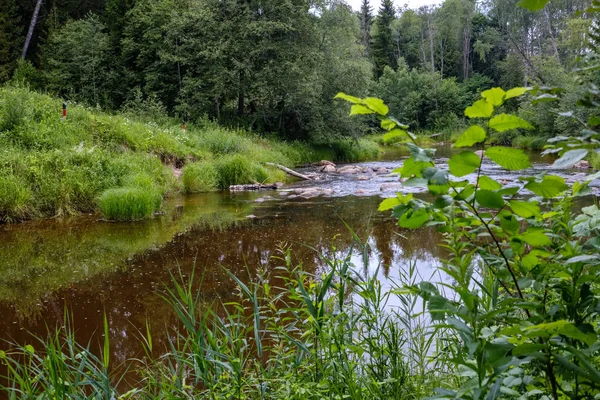 Córrego Rochoso Rio Profundamente Floresta Verão Tempo Verde Com Falésias — Fotografia de Stock