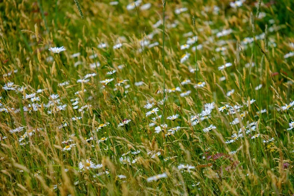 Padrão Flor Verão Prado Verde Detalhes Fundo Texturizados Natureza — Fotografia de Stock