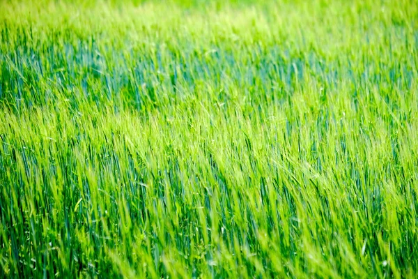 Prado Verde Verano Día Soleado Letonia — Foto de Stock