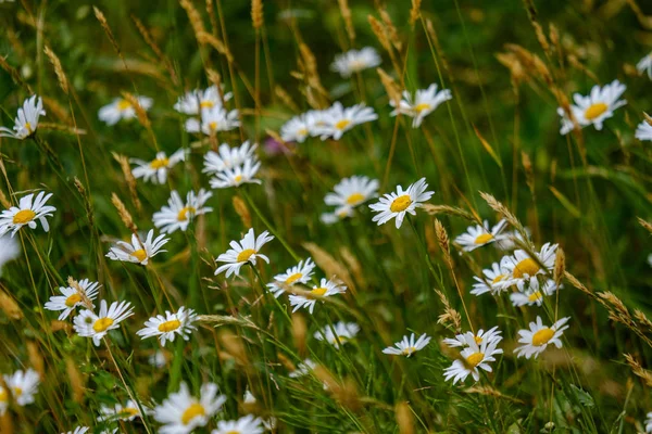 Zomer Bloemenpatroon Groene Weide Gestructureerde Achtergronddetails Van Aard — Stockfoto