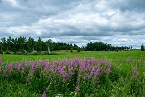 Contrast Regen Onweerswolken Boven Groene Weide Enkele Bomen Zomer — Stockfoto