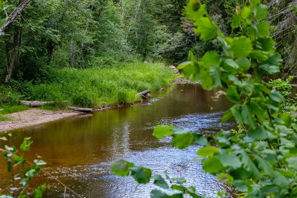 Torrente Roccioso Fiume Profondo Nella Foresta Estate Tempo Verde Con — Foto Stock