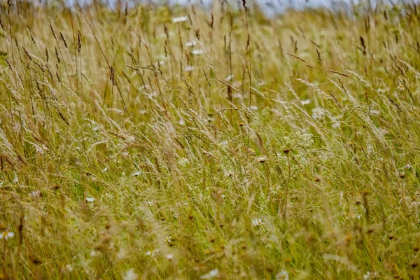 Grön Sommaräng Solig Dag Lettland — Stockfoto