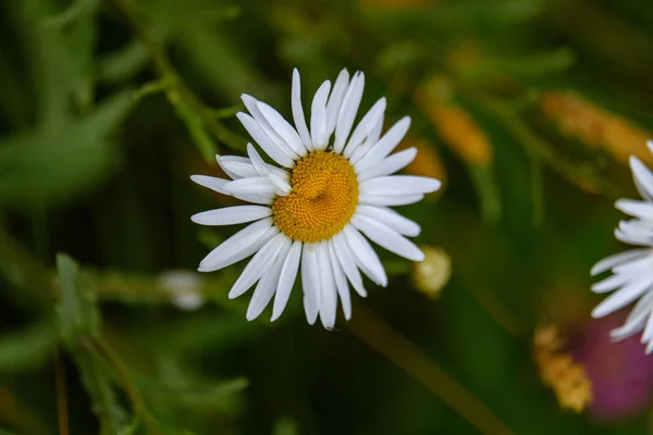 Zomer Bloemenpatroon Groene Weide Gestructureerde Achtergronddetails Van Aard — Stockfoto