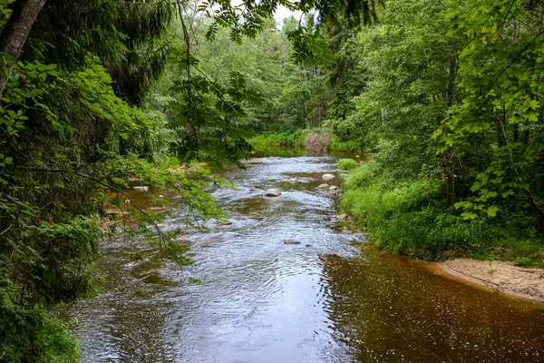 Torrente Roccioso Fiume Profondo Nella Foresta Estate Tempo Verde Con — Foto Stock