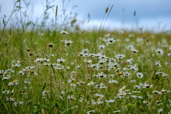 Summer Green Meadow Sunny Day Latvia — Stock Photo, Image