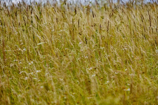 Summer Green Meadow Sunny Day Latvia — Stock Photo, Image