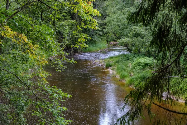 Córrego Rochoso Rio Profundamente Floresta Verão Tempo Verde Com Falésias — Fotografia de Stock