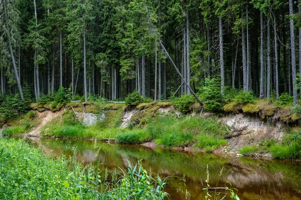 砂岩の断崖と古い乾燥木製のトランクと天気の夏緑川の深い森の岩のストリーム ツェーシス近くラトビアの天田川 — ストック写真