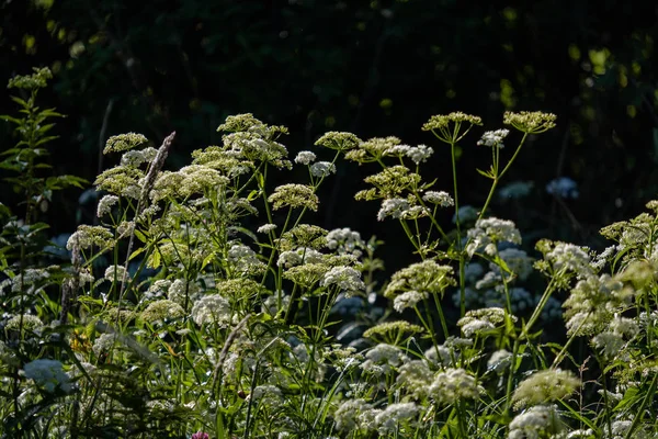 Sommar Blommönster Grön Äng Texturerat Bakgrundsdetaljer För Naturen — Stockfoto