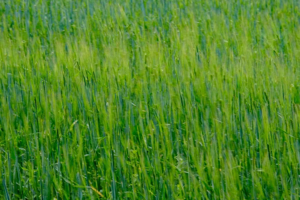 夏緑の草原 ラトビアの晴れた日 — ストック写真