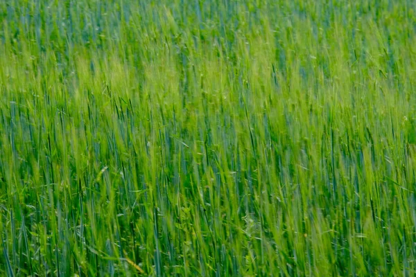 Sommergrüne Wiese Sonniger Tag Lettland — Stockfoto