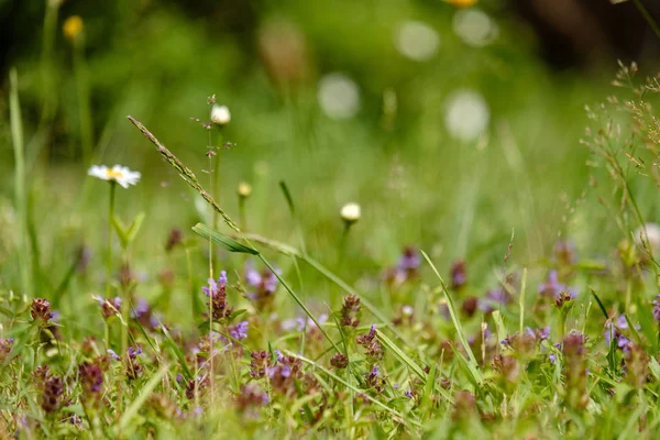 Sommerblumenmuster Auf Der Grünen Wiese Texturierte Hintergrunddetails Der Natur — Stockfoto