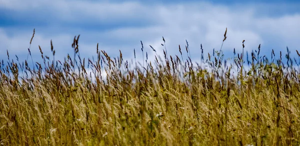 Summer Green Meadow Sunny Day Latvia — Stock Photo, Image
