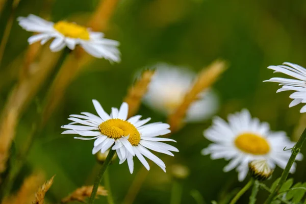 Motif Fleurs Été Sur Prairie Verte Détails Fond Texturés Nature — Photo