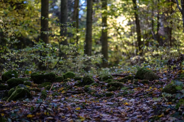 Vandringsled Höst Skog Med Färgade Blad — Stockfoto