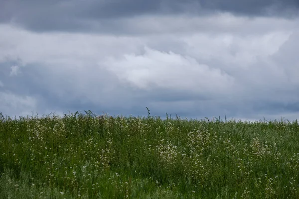 Контрастні Дощові Штормові Хмари Над Зеленим Лугом Деякі Дерева Влітку — стокове фото
