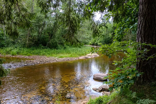 Córrego Rochoso Rio Profundamente Floresta Verão Tempo Verde Com Falésias — Fotografia de Stock