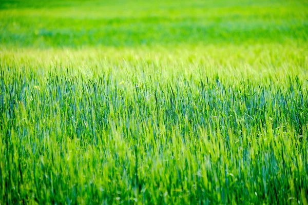 Prado Verde Verano Día Soleado Letonia — Foto de Stock