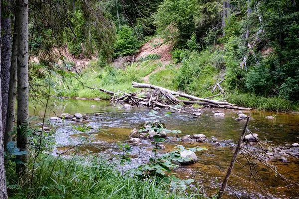 Râu Stâncos Adânc Pădure Vreme Verde Vară Stânci Gresie Trunchiuri — Fotografie, imagine de stoc