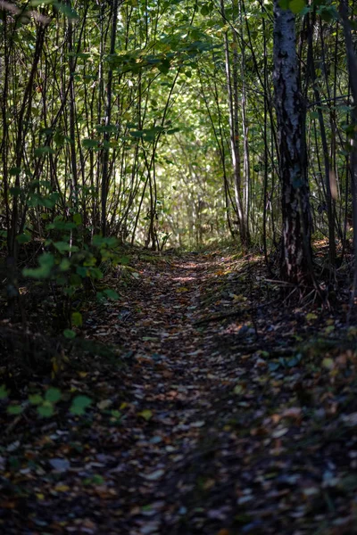 Turistická Trasa Podzimním Lese Barevnými Listy — Stock fotografie