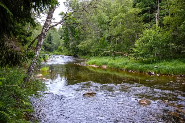 Ruisseau Rocheux Rivière Profondément Dans Forêt Par Temps Vert Été — Photo