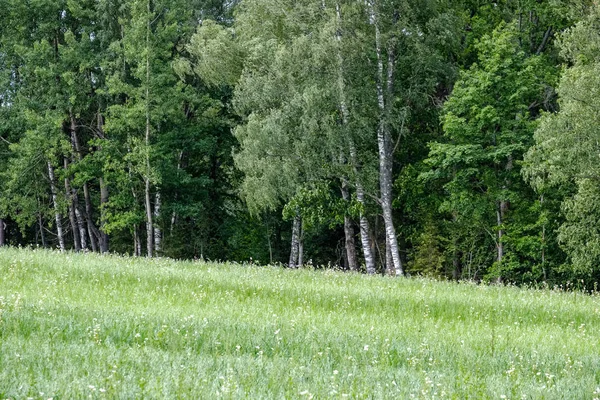 Prato Verde Estivo Giornata Sole Lettonia — Foto Stock