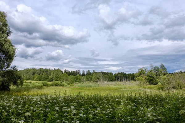 緑の草原 夏にいくつかの木のコントラスト雨嵐の雲 — ストック写真