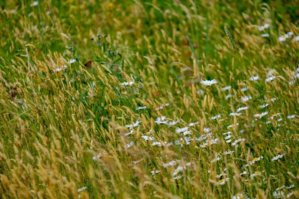 Sommerblumenmuster Auf Der Grünen Wiese Texturierte Hintergrunddetails Der Natur — Stockfoto